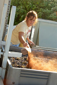 harvesting wine grapes