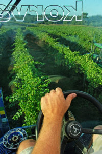 vineyard harvest iowa