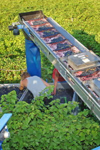 vineyard harvesting in iowa