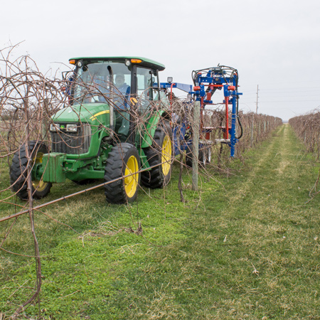 pruning, Iowa vineyard, machine prune
