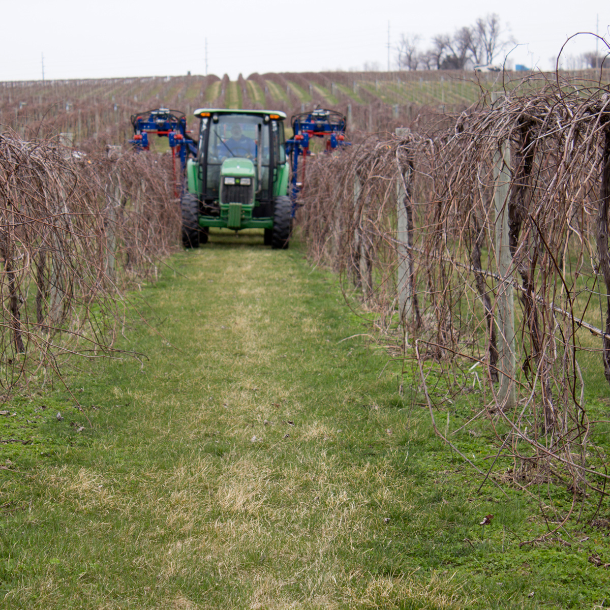 spraying. pruning