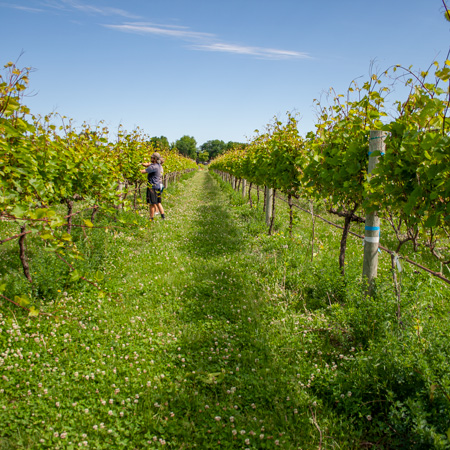 vineyard maintenance, pruning, drier weather, iowa winery, vineyard