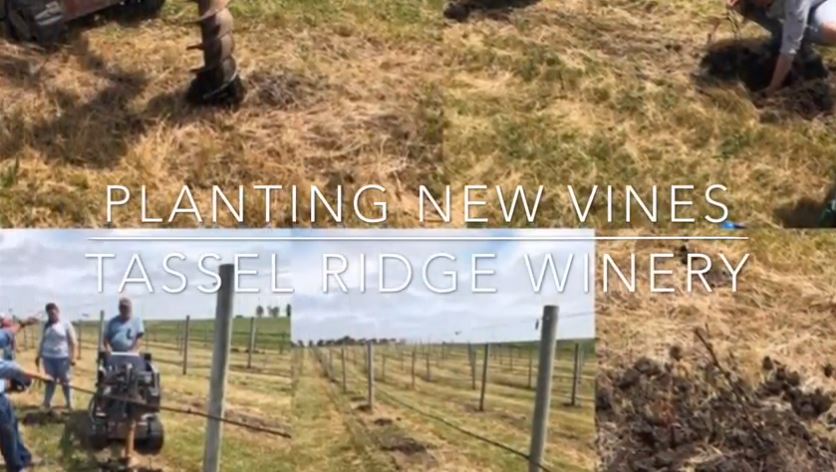 planting new vines, vineyard, iowa winery