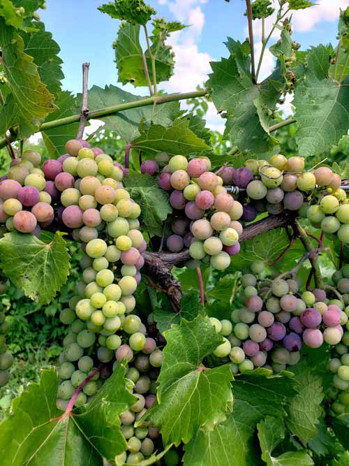 grapes, veraison