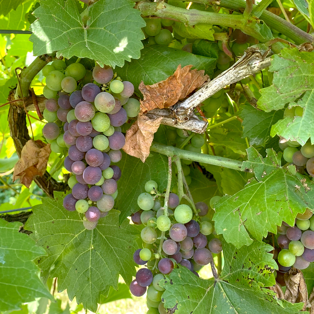 Veraison Has Started with Marquette and Frontenac Tassel Ridge Winery